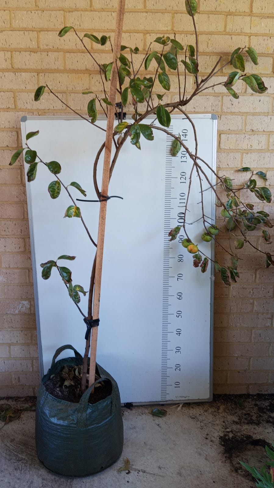 Persimmon Fuyu Perth