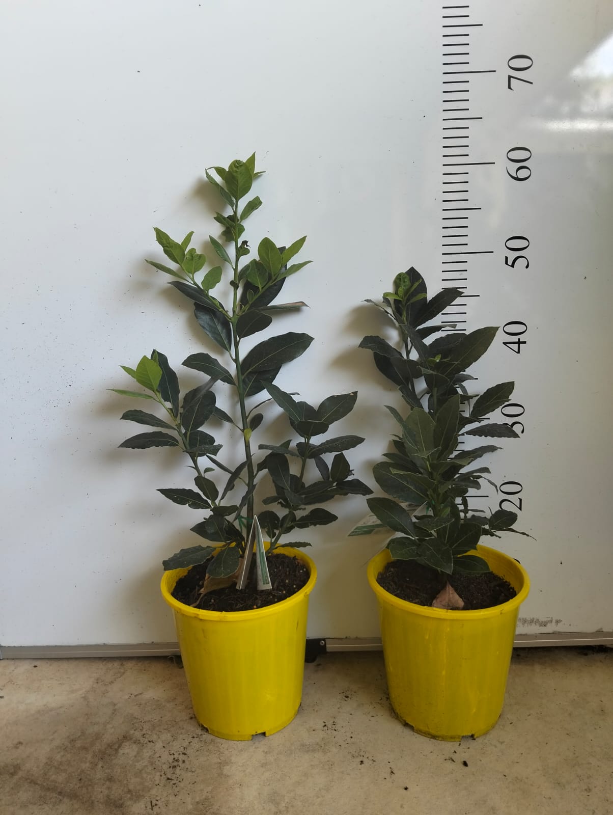 Bay Leaves Tree Perth