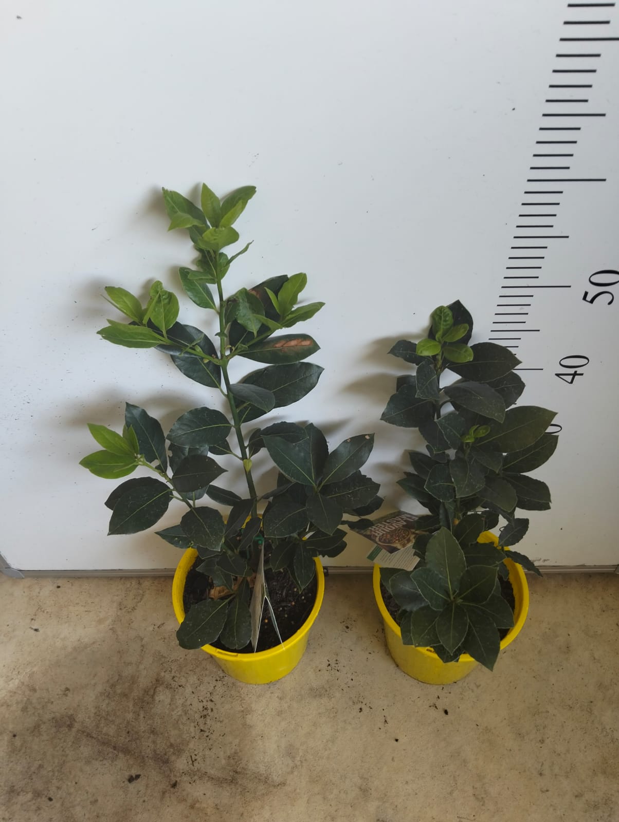 Bay Leaves Tree Perth