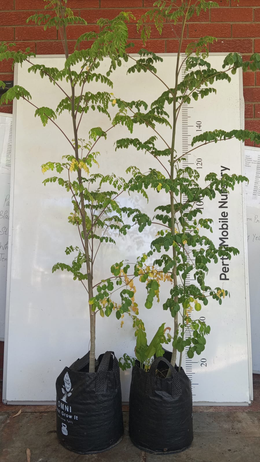 Seed Grown Moringa Perth