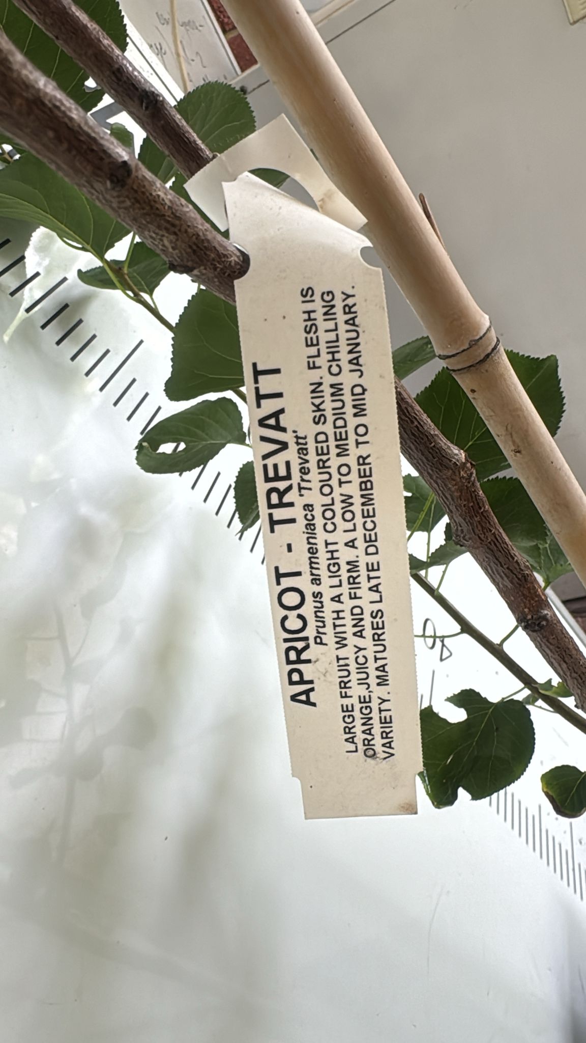 Apricot Fruit Tree Perth