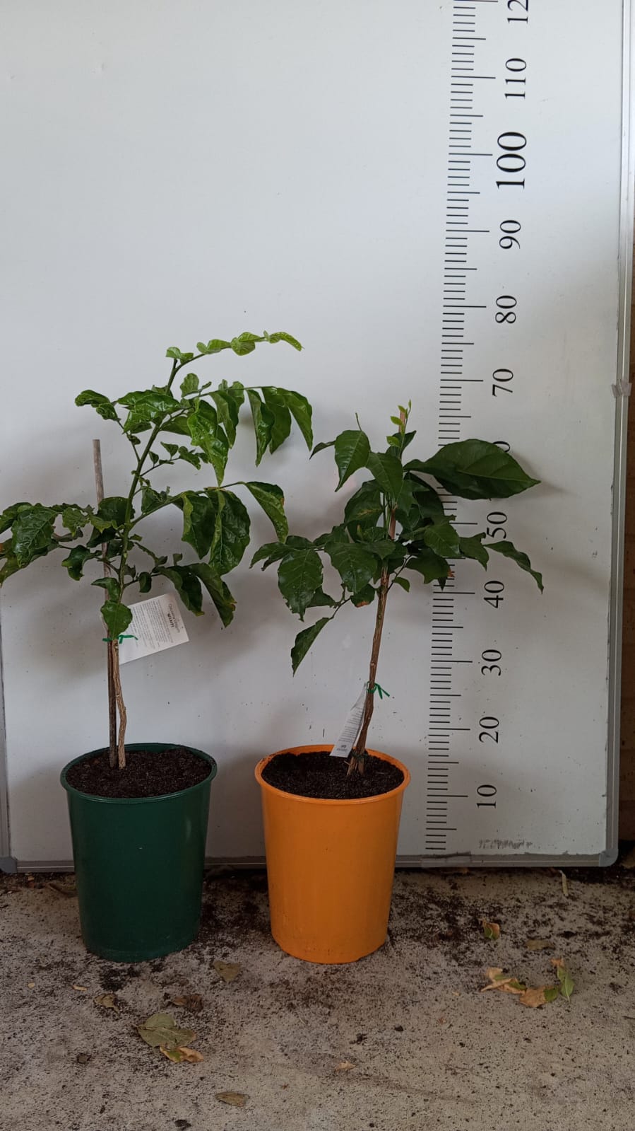 Wampi Fruit Tree Perth