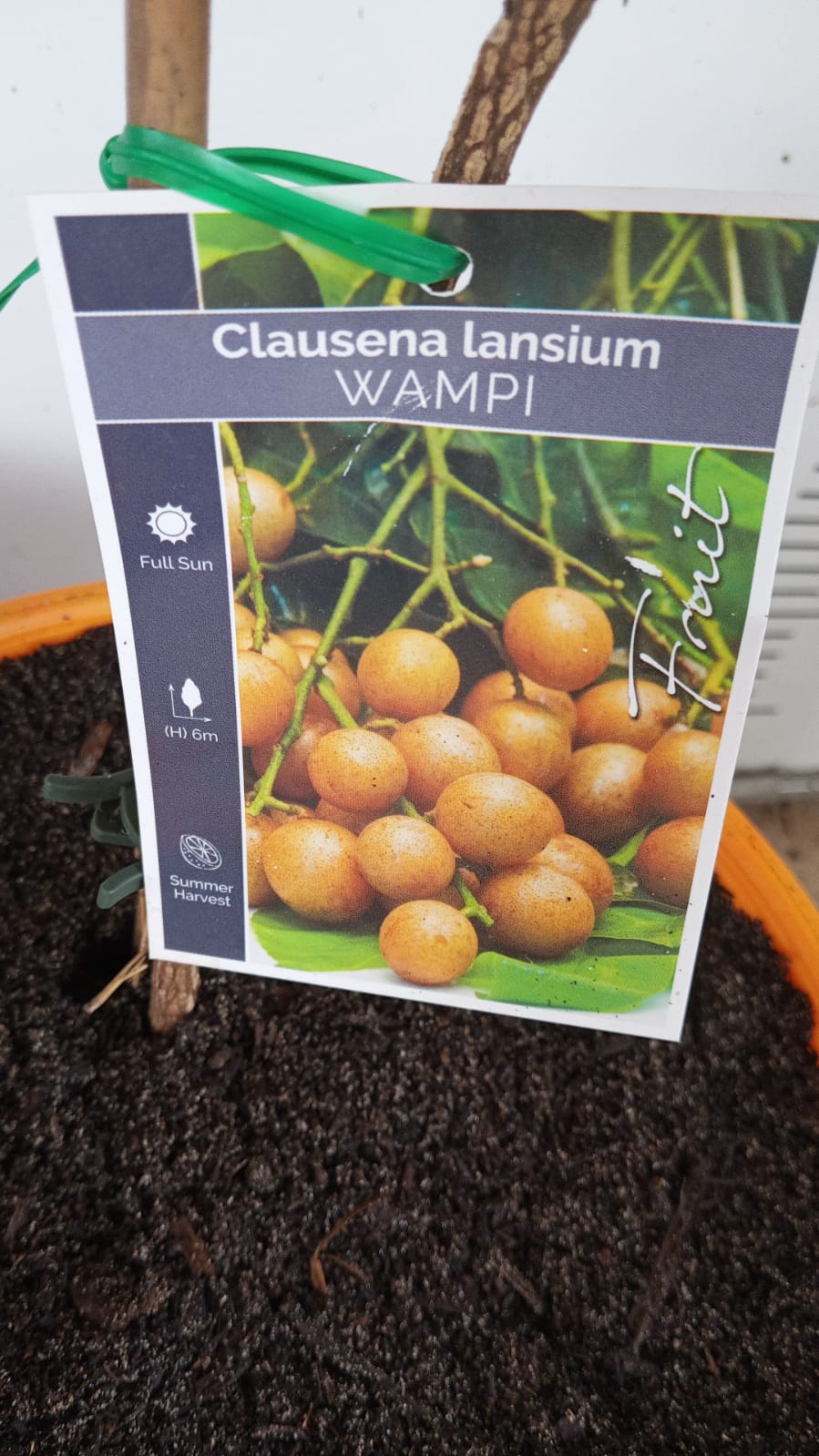 Wampi Fruit Tree Perth