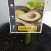 Dwarf Lamb Hass Avocado Perth