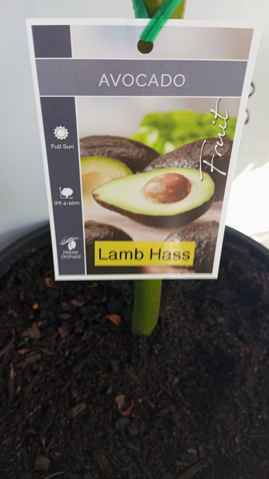 Dwarf Lamb Hass Avocado Perth