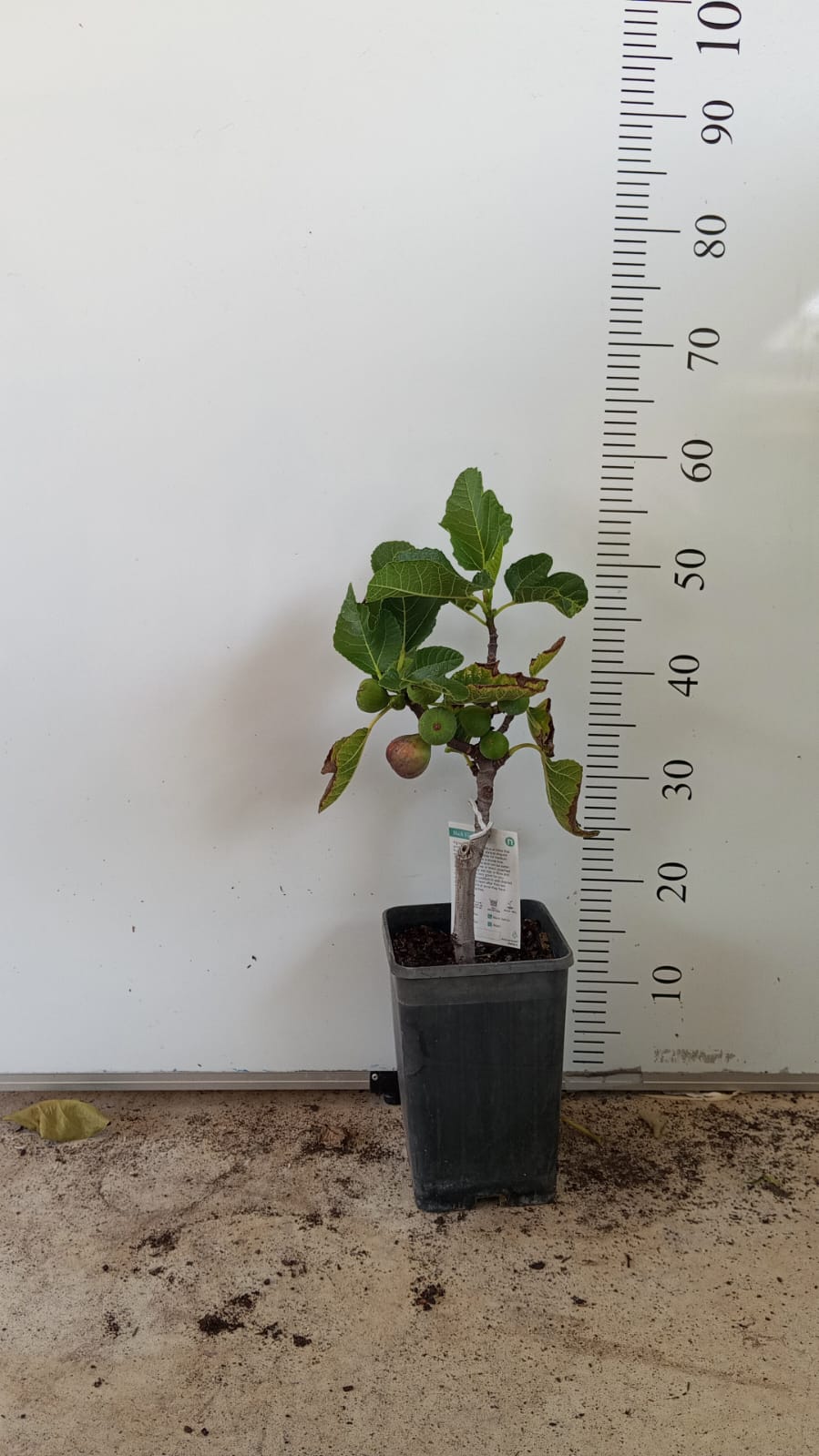 Sicilian Black Fig Tree Perth