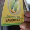 Bambaroo Mango Tree Perth
