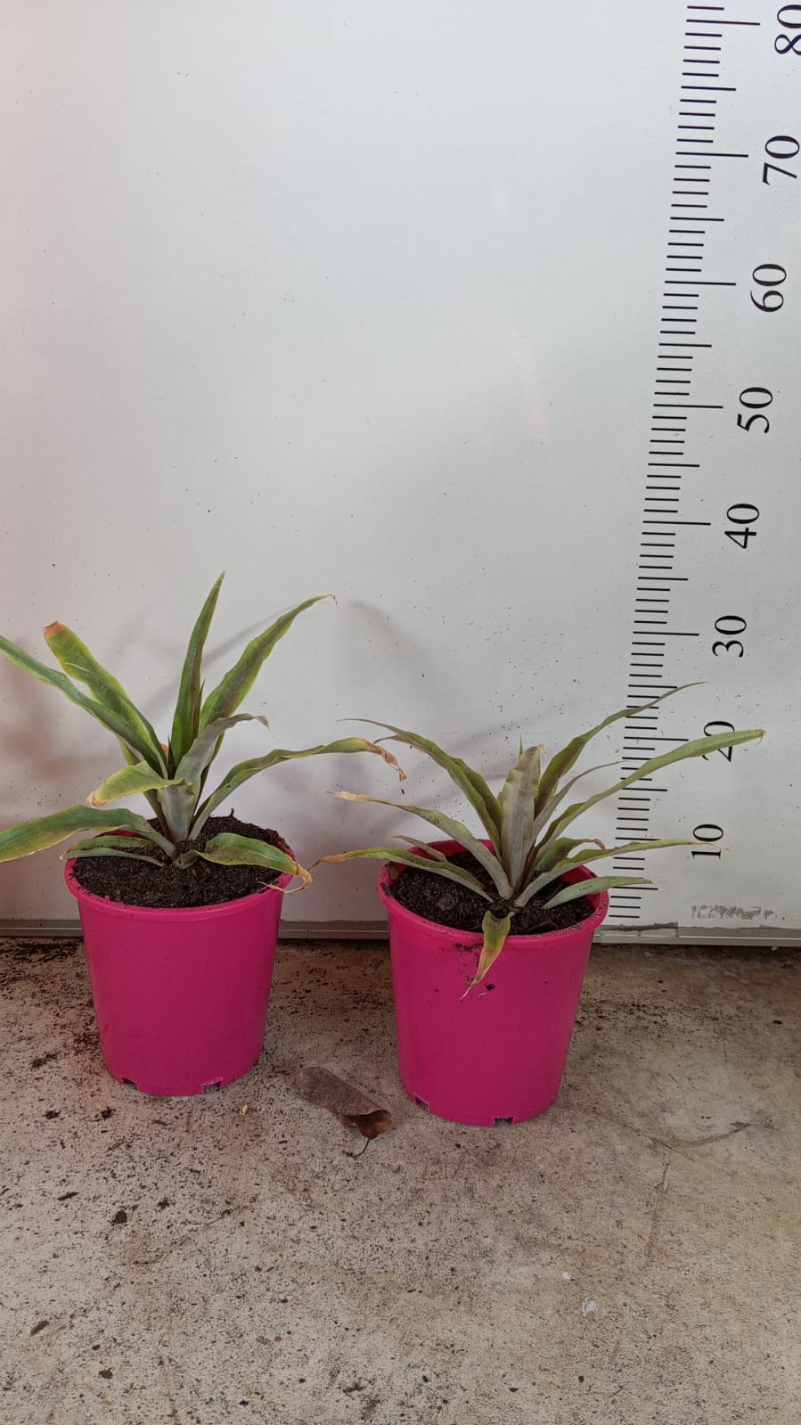 Pineapple Fruit tree Perth