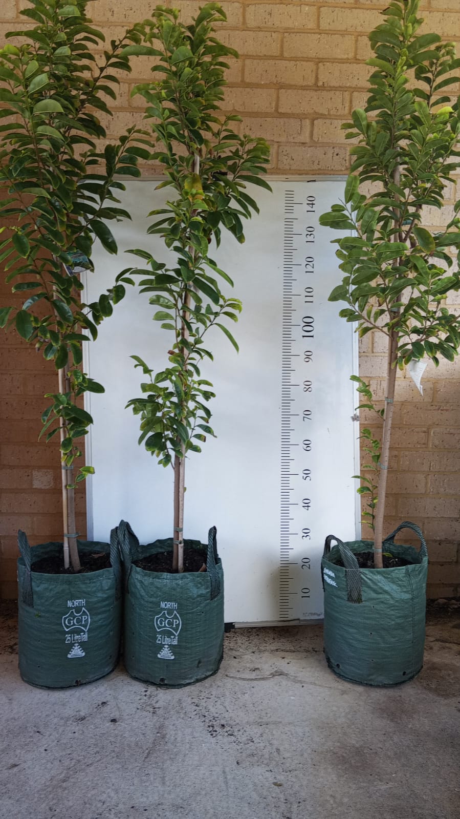 Soursop Fruit Tree Perth