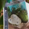 Soursop Fruit Tree Perth