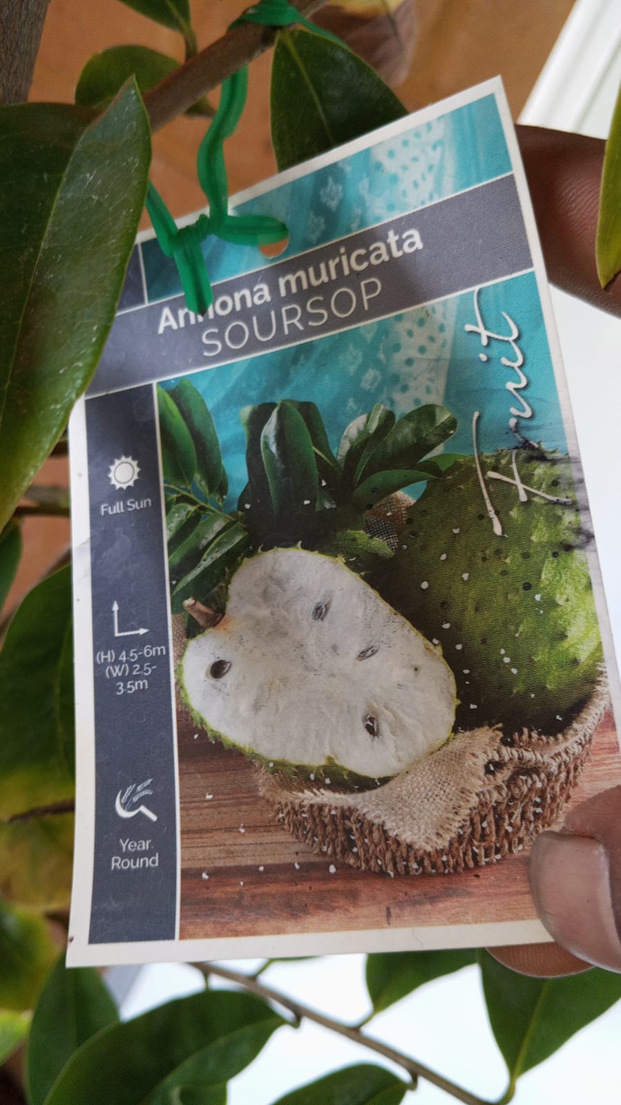Soursop Fruit Tree Perth