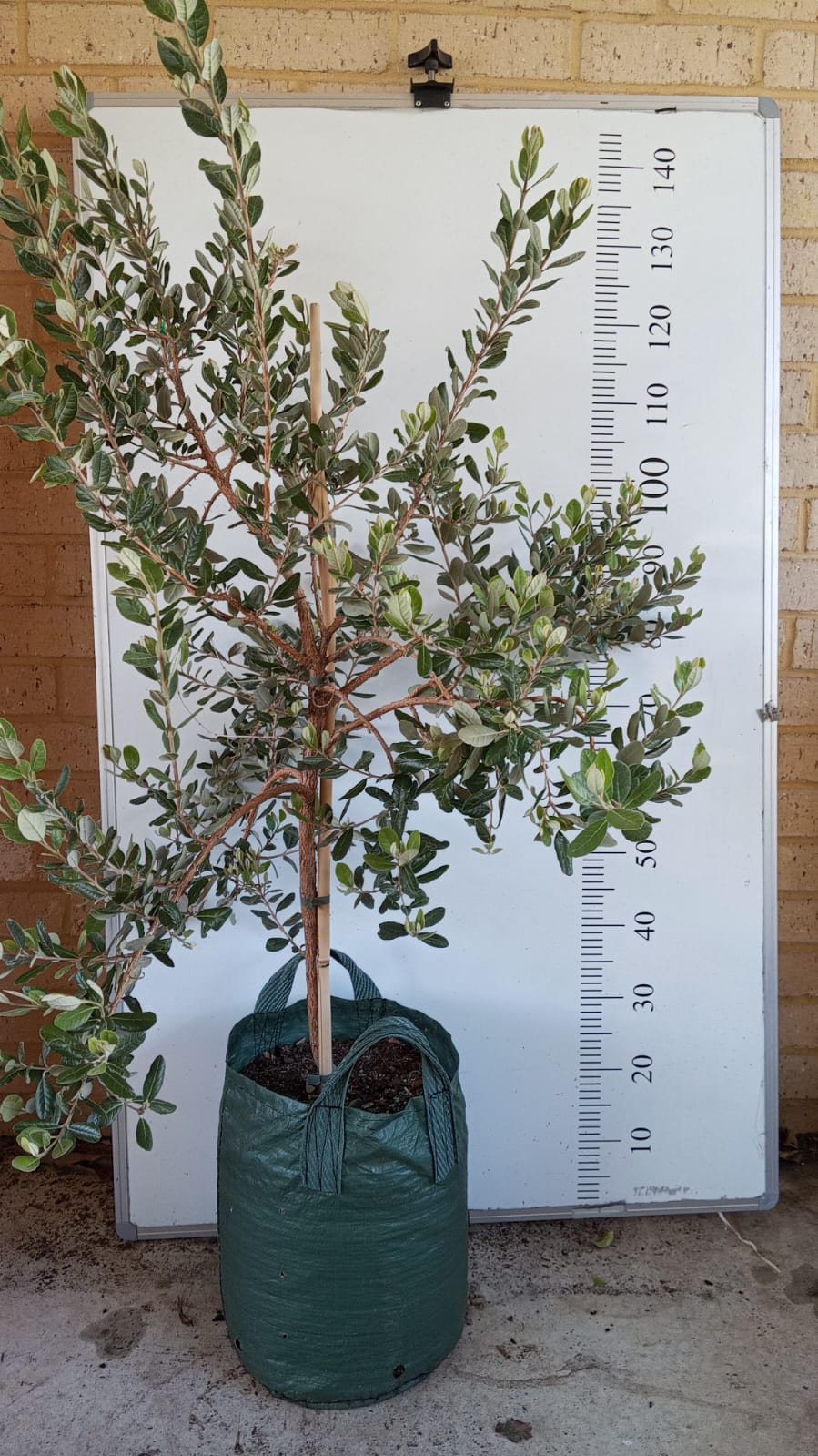 Feijoa Mammoth Large Perth