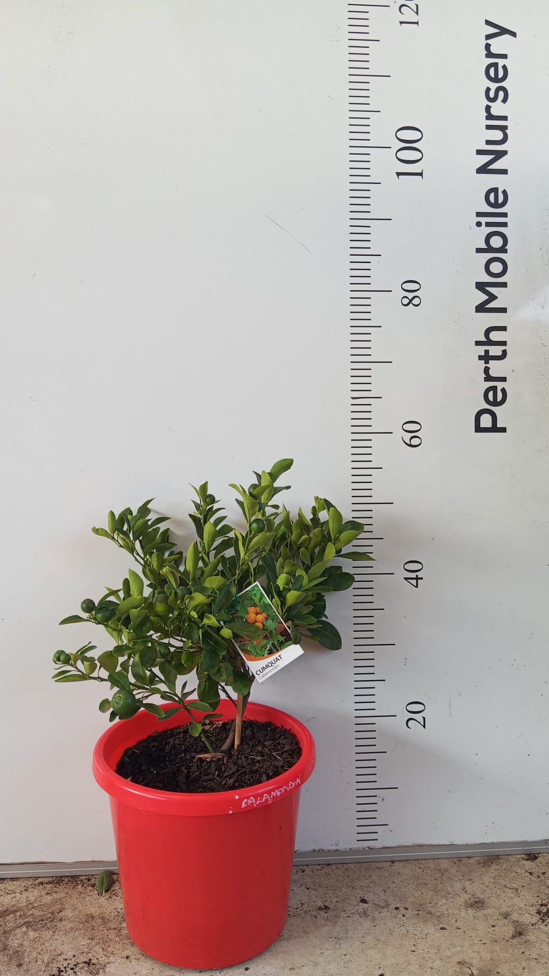 Dwarf Calamansi Calamondin Fruit Tree Perth