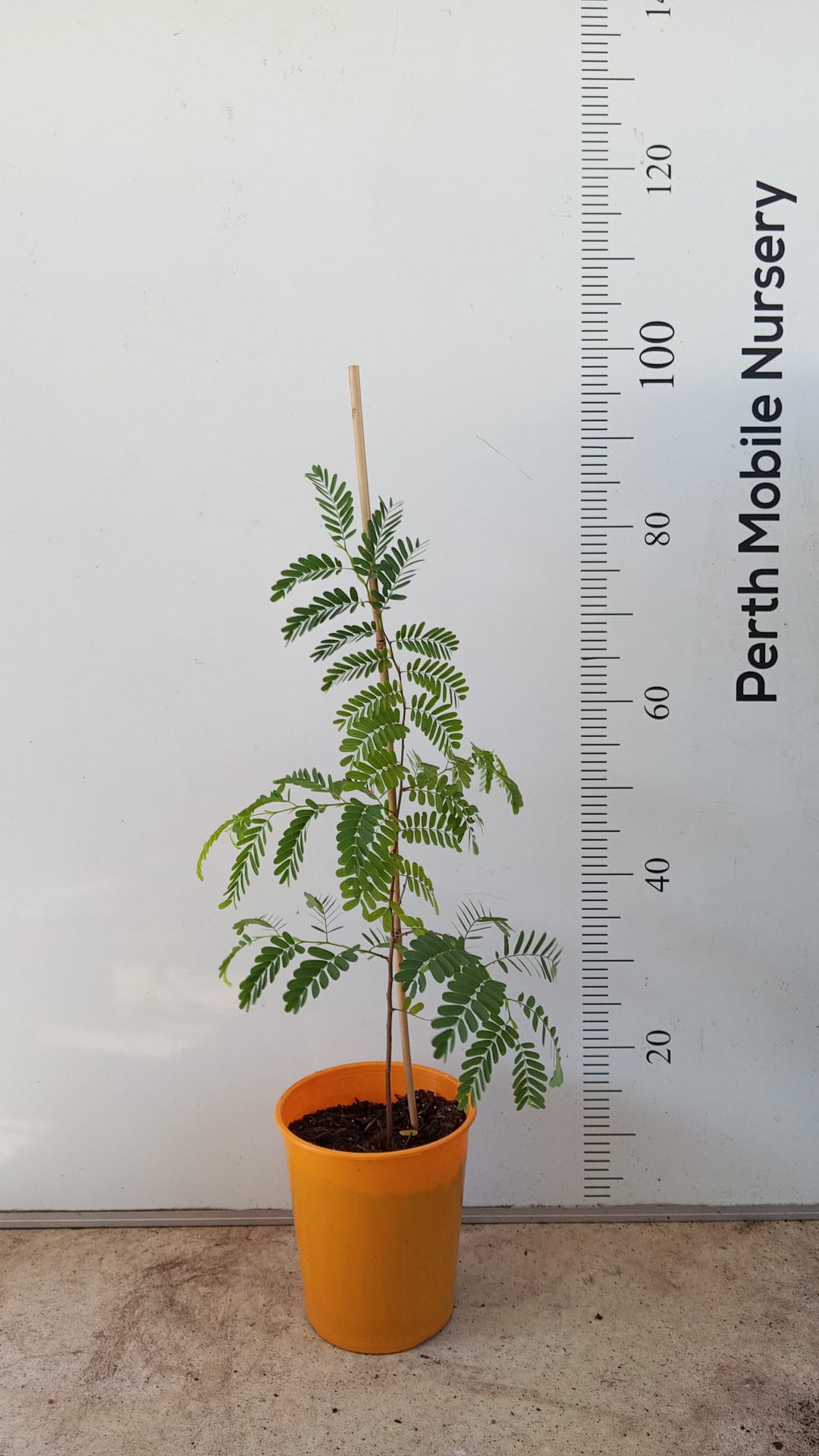 Tamarind fruit tree Perth