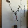 Dwarf Fruit Tree Plum Red Flesh Perth