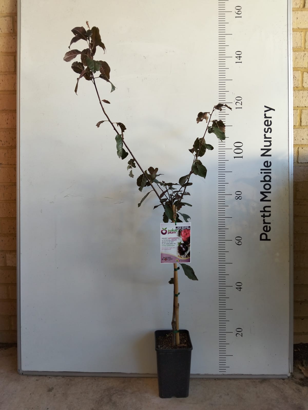 Dwarf Fruit Tree Plum Red Flesh Perth