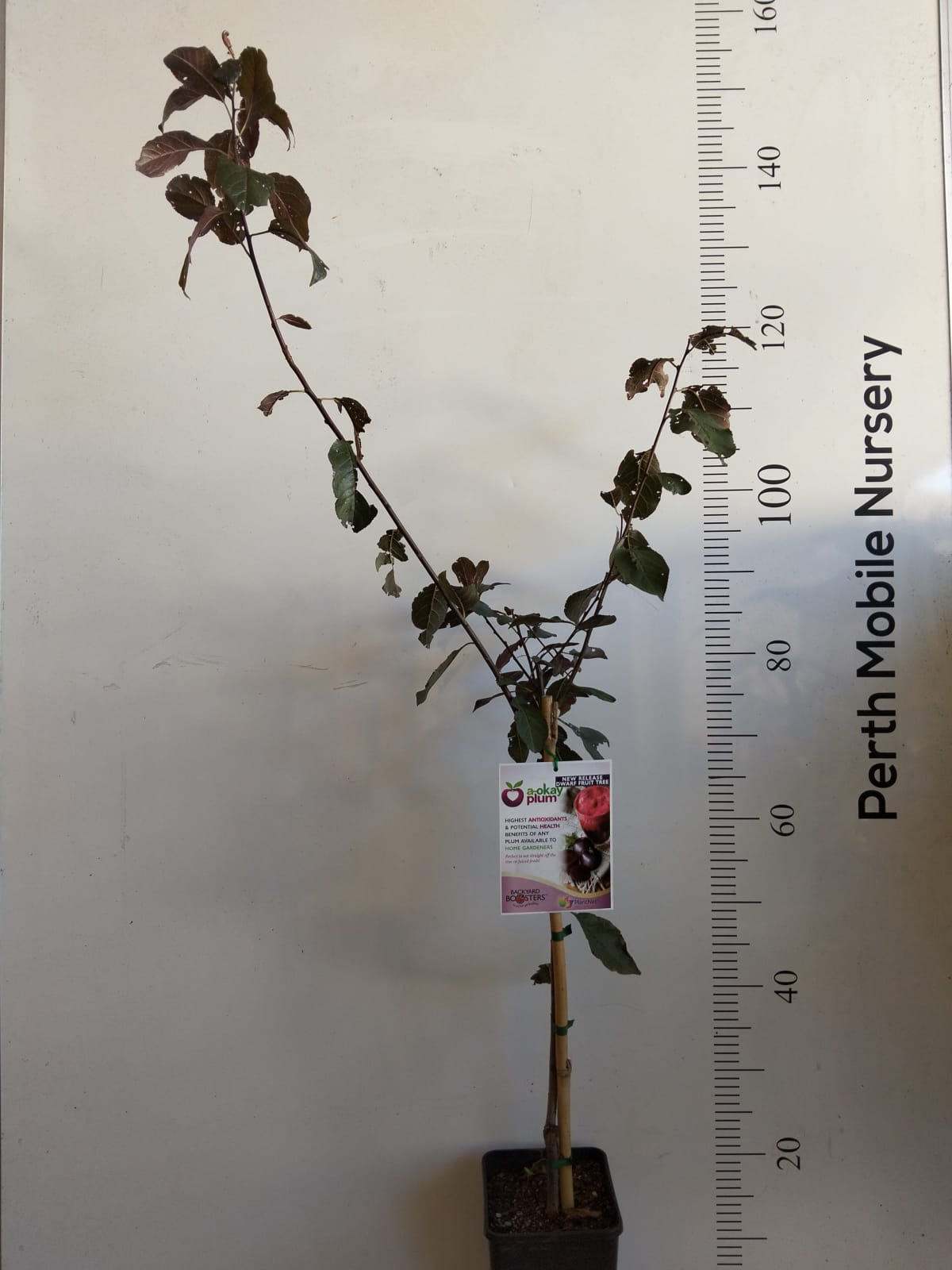 Dwarf Fruit Tree Plum Red Flesh Perth