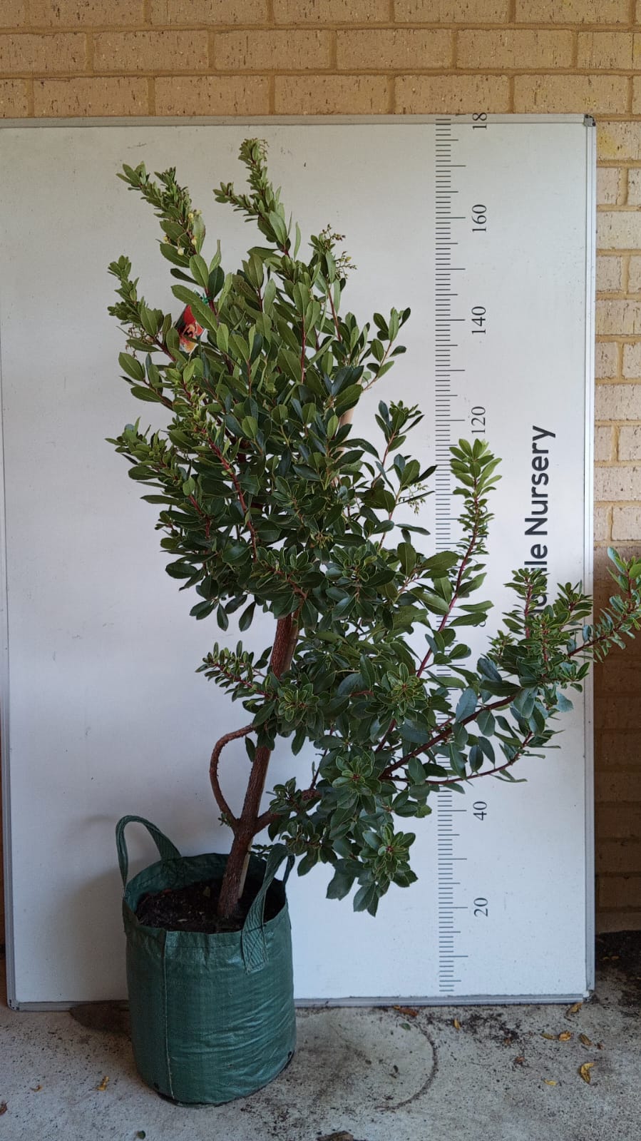 Irish strawberry Fruit tree Perth