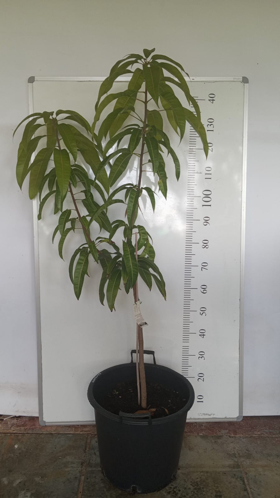 Bambaroo Mango Tree Perth