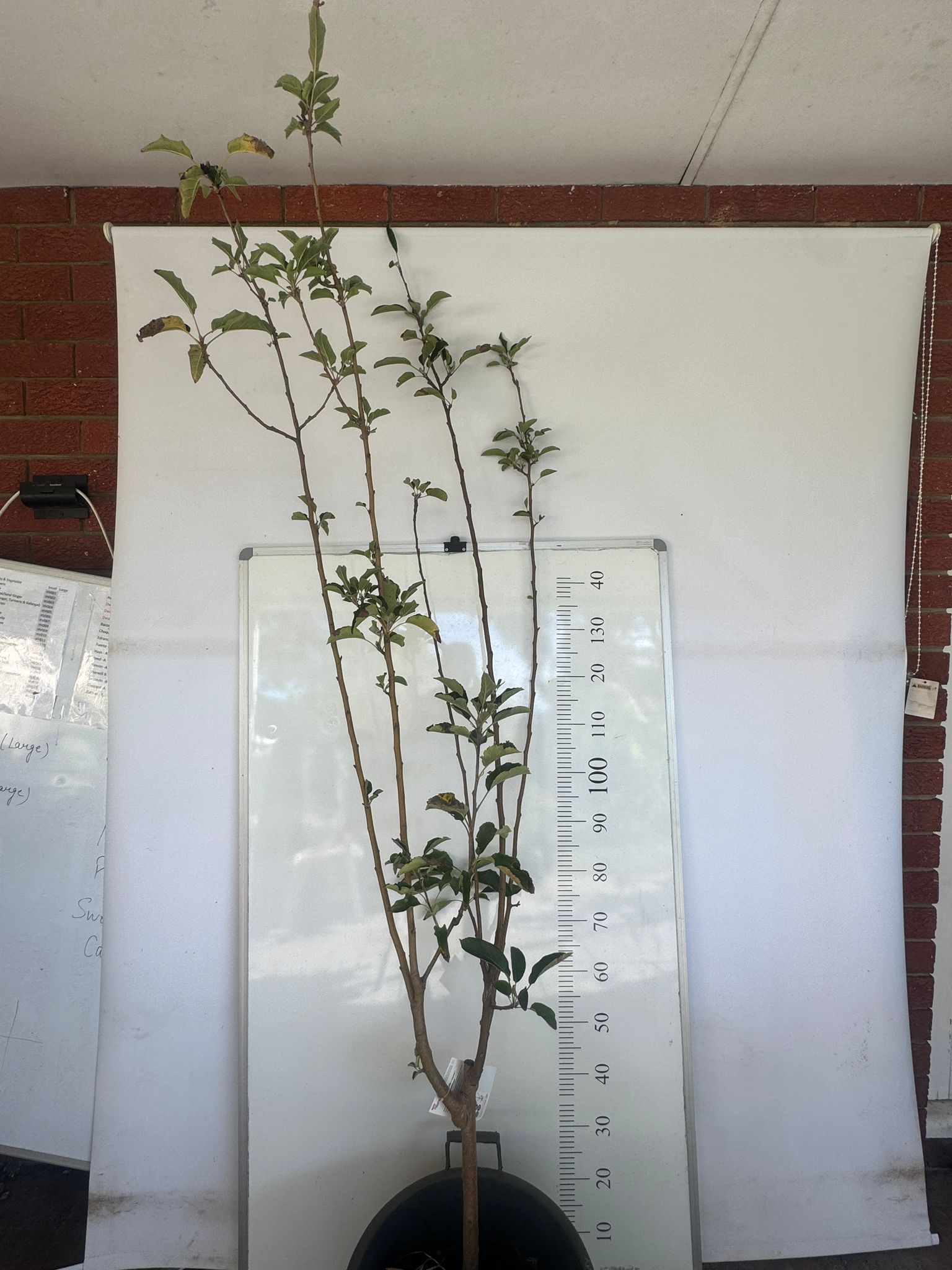 Gala + Pink Lady + Red Fuji