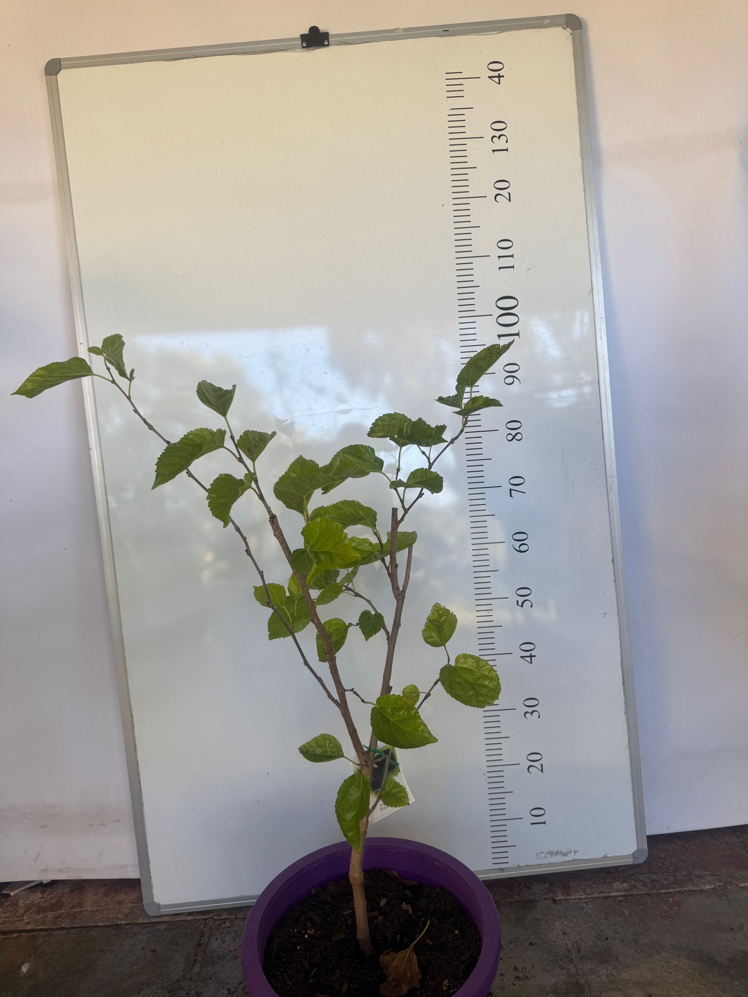 Dwarf black mulberry Perth