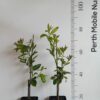 Citron Lemon Citrus Fruit Tree Perth
