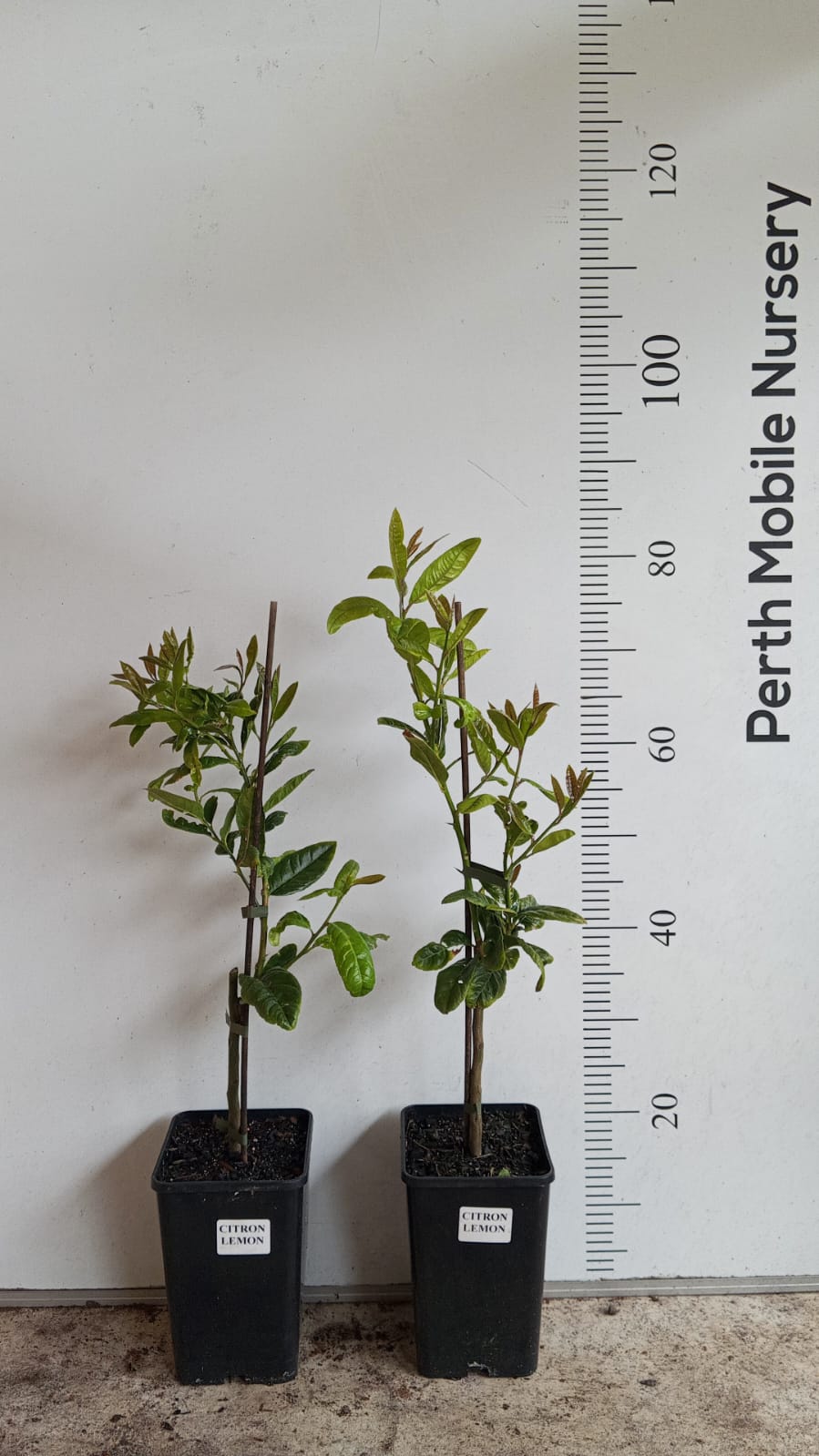 Citron Lemon Citrus Fruit Tree Perth