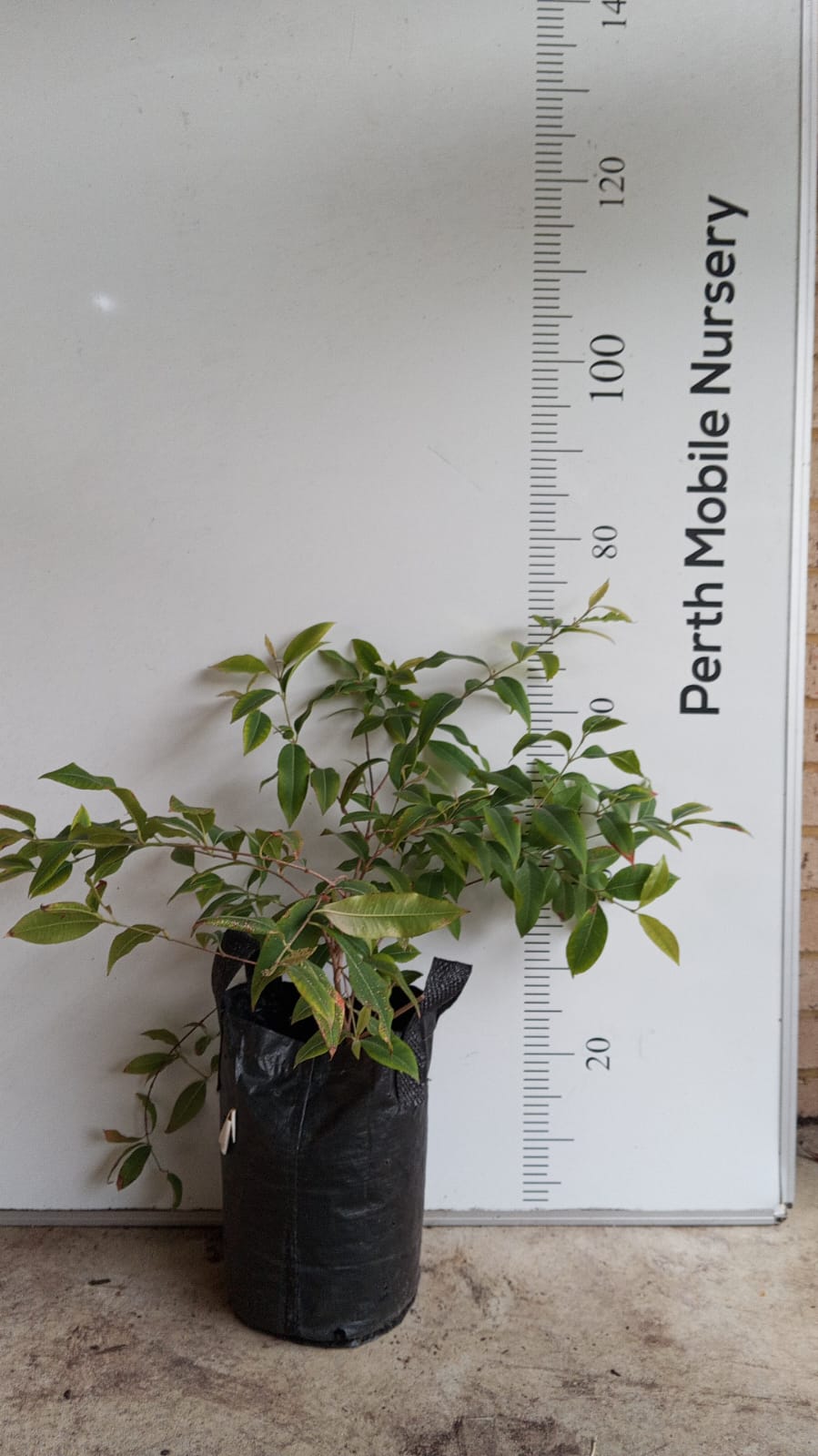 Lemon Myrtle Perth