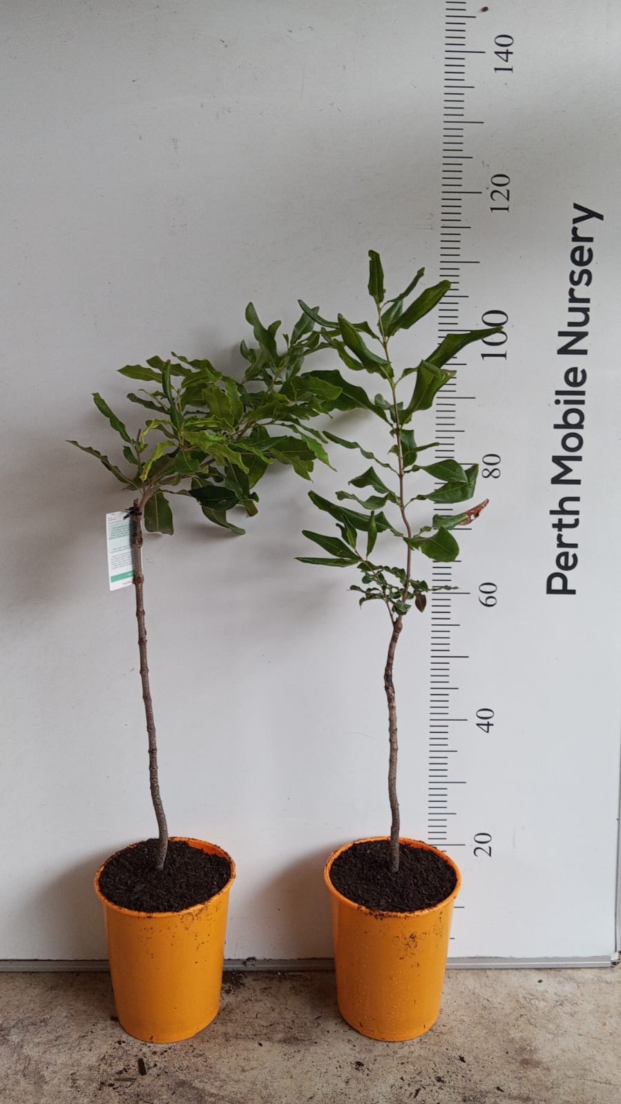 Macadamia Tree Grafted Perth