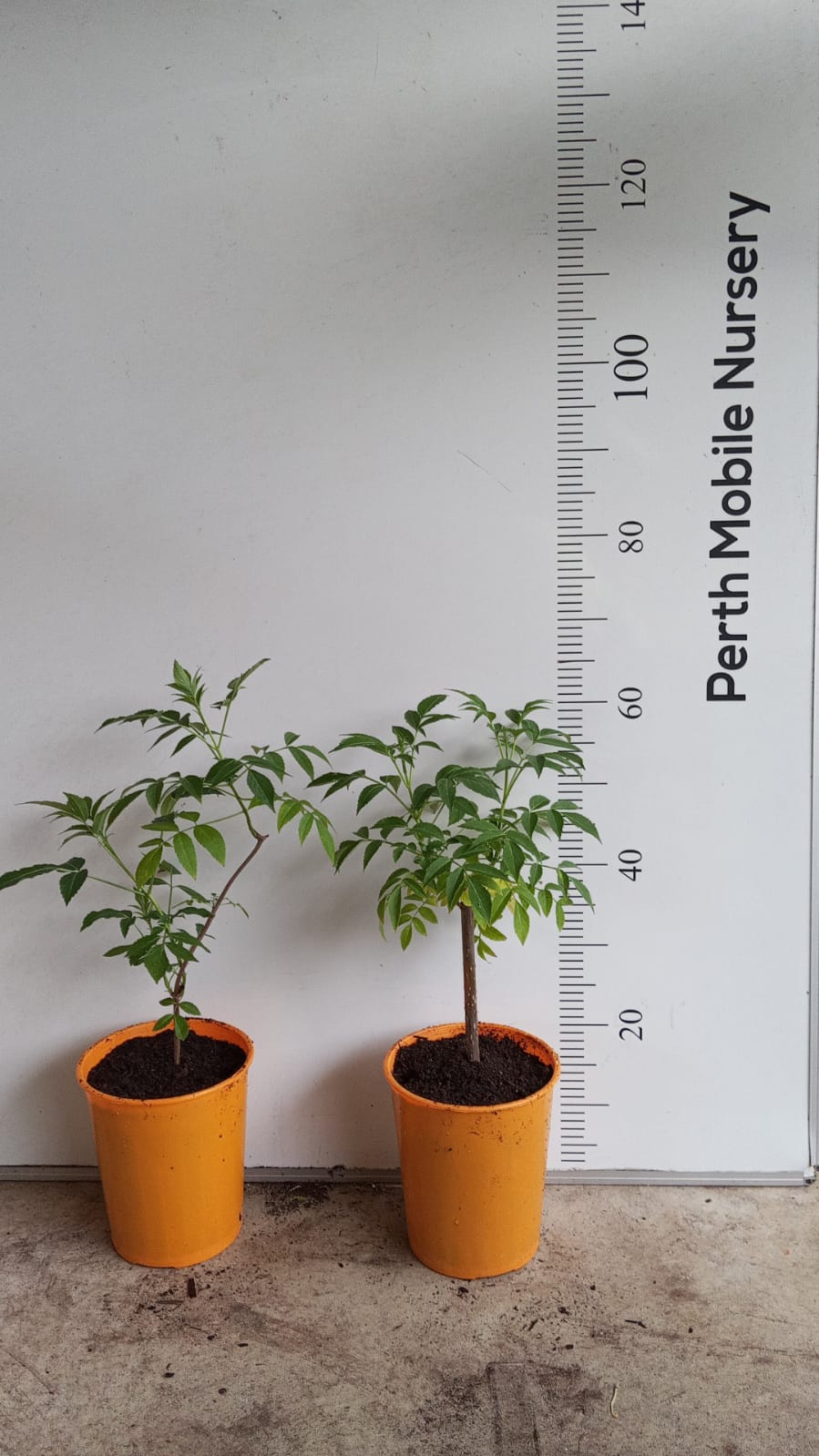 Elderberry Sambucus Fruit Tree Perth