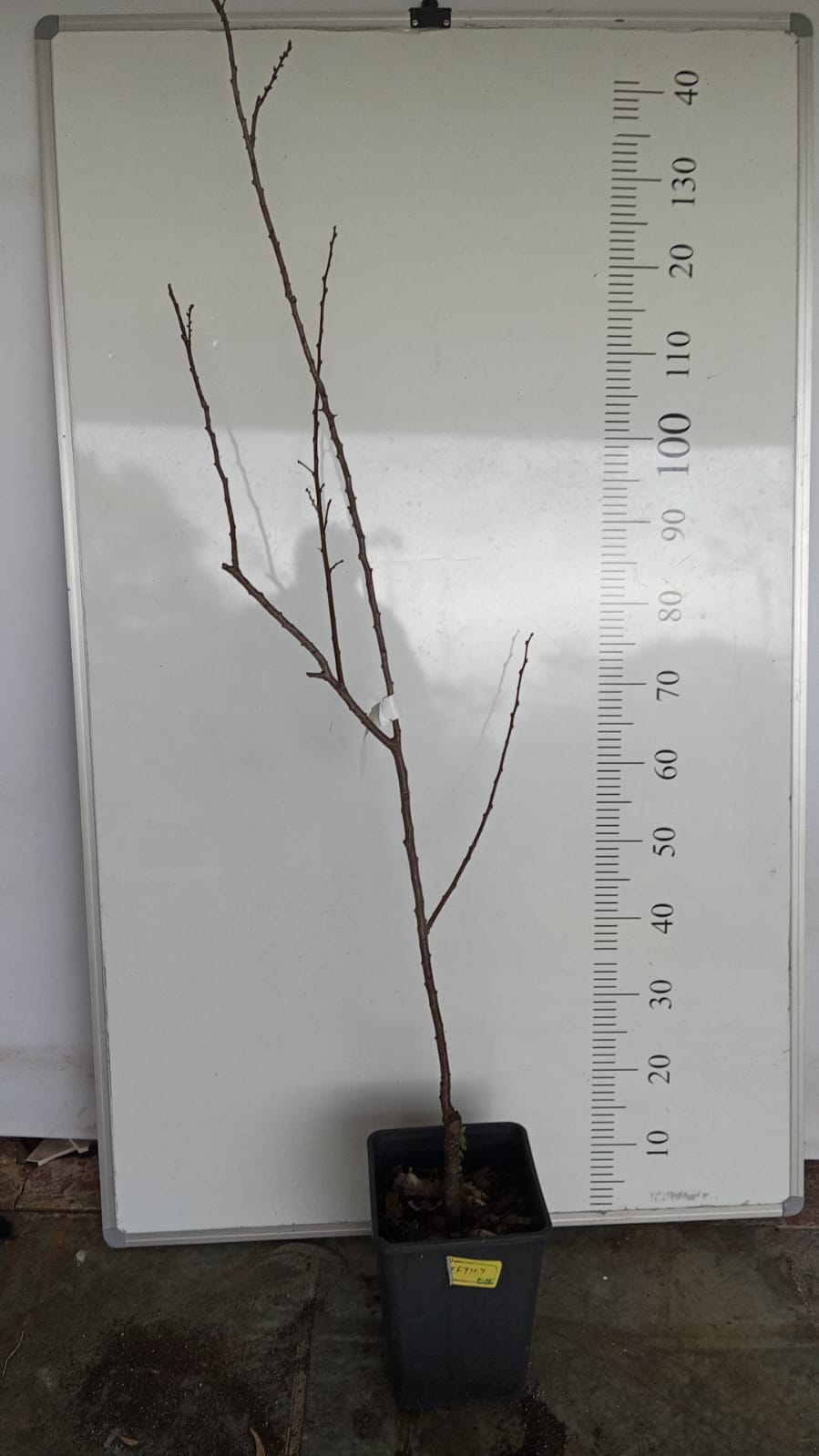 Apricot Fruit Tree Perth