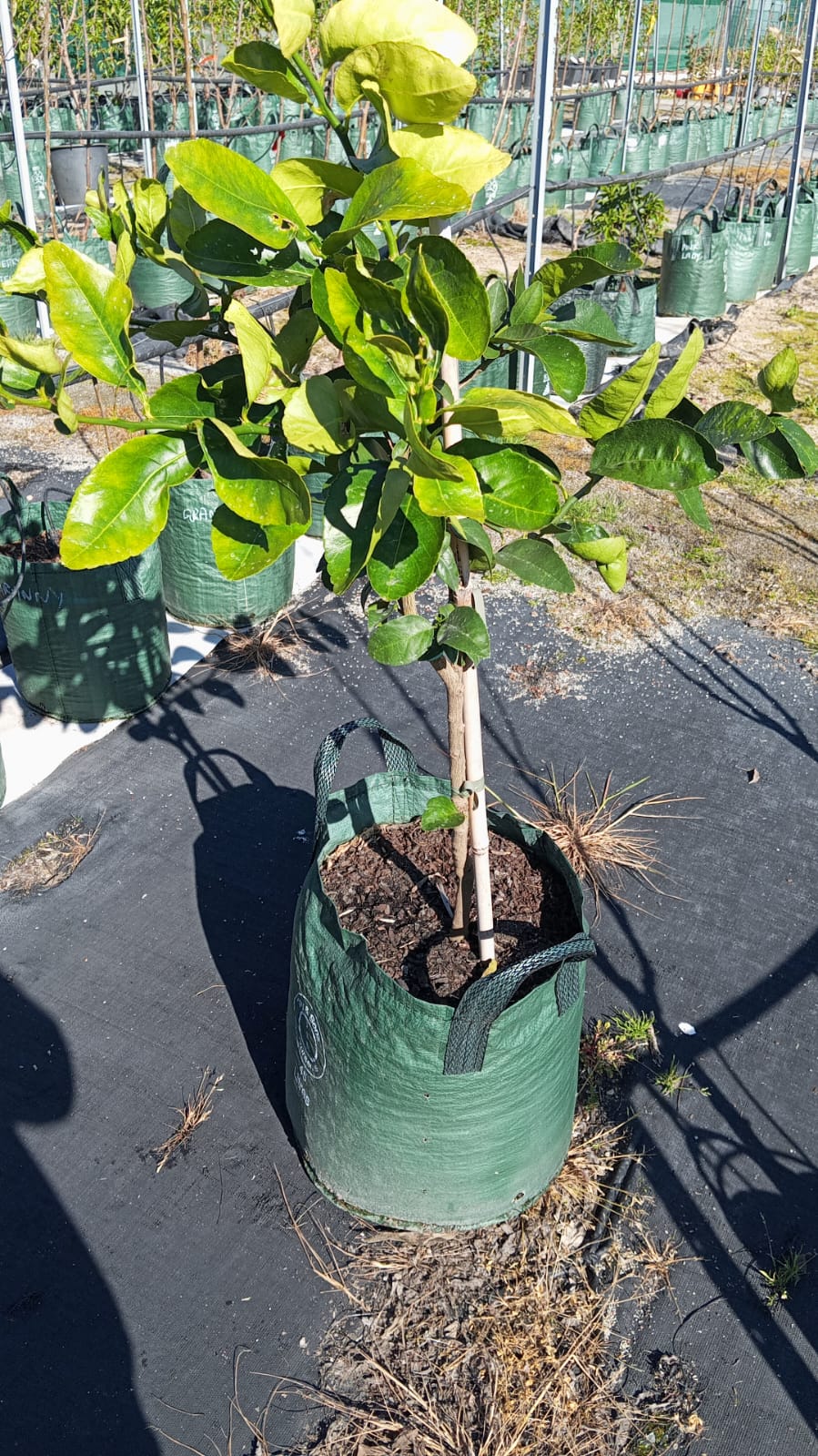 Persian Tahitian Lime Perth