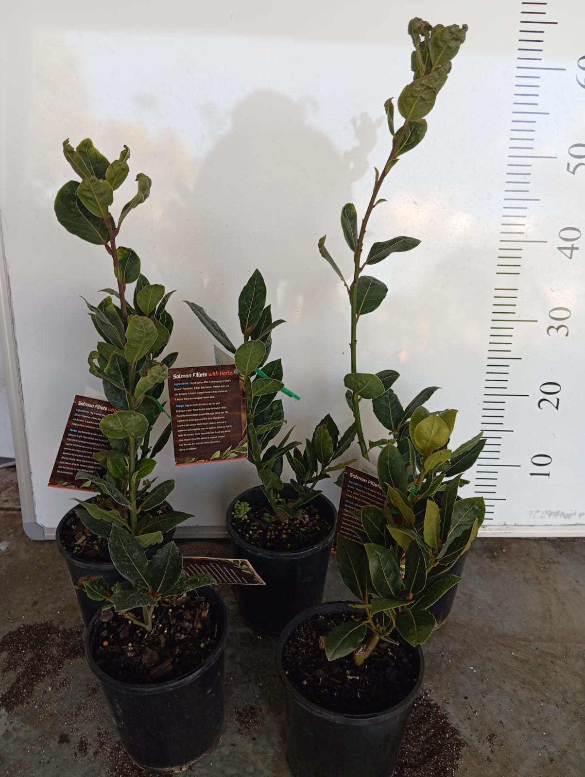 Dwarf Bay Leaves Tree Baby Bay Perth