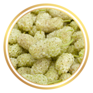 White Mulberry Fruit Tree