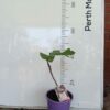 Fig Tree Black Coronata Perth