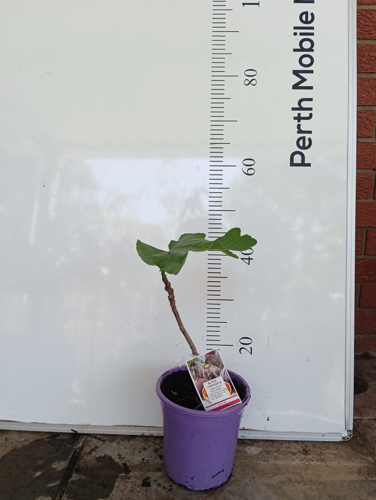 Fig Tree Black Coronata Perth