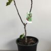 Fig Tree Black Genoa Perth
