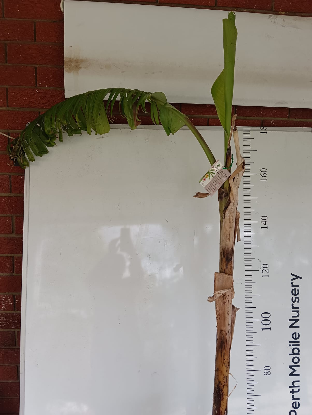 Banana Tree Blue Java Perth