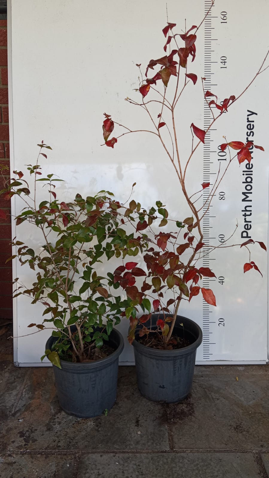 Brazilian Cherry tree Perth