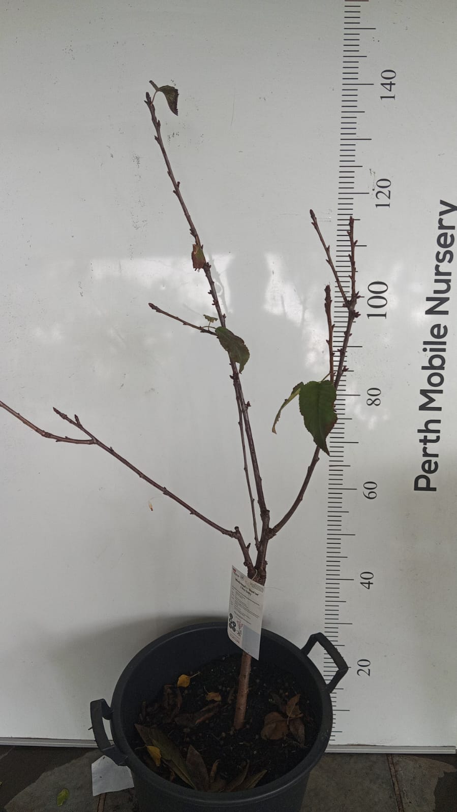 Cherry Tree 2 way Perth