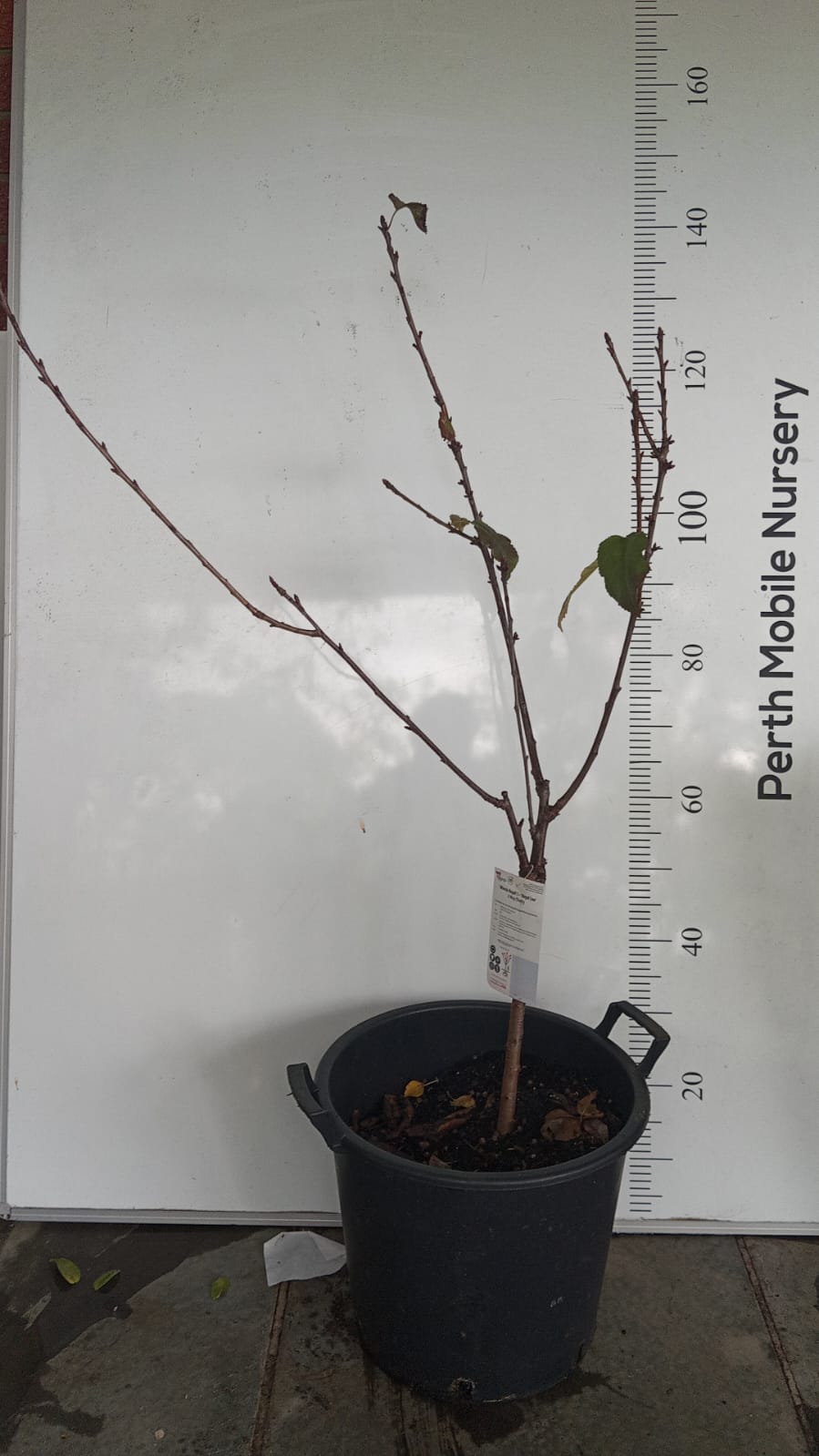 Cherry Tree 2 way Perth