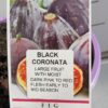 Fig Tree Black Coronata Perth