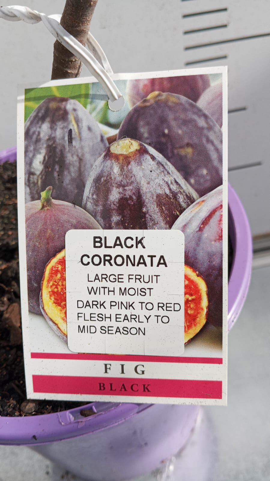 Fig Tree Black Coronata Perth