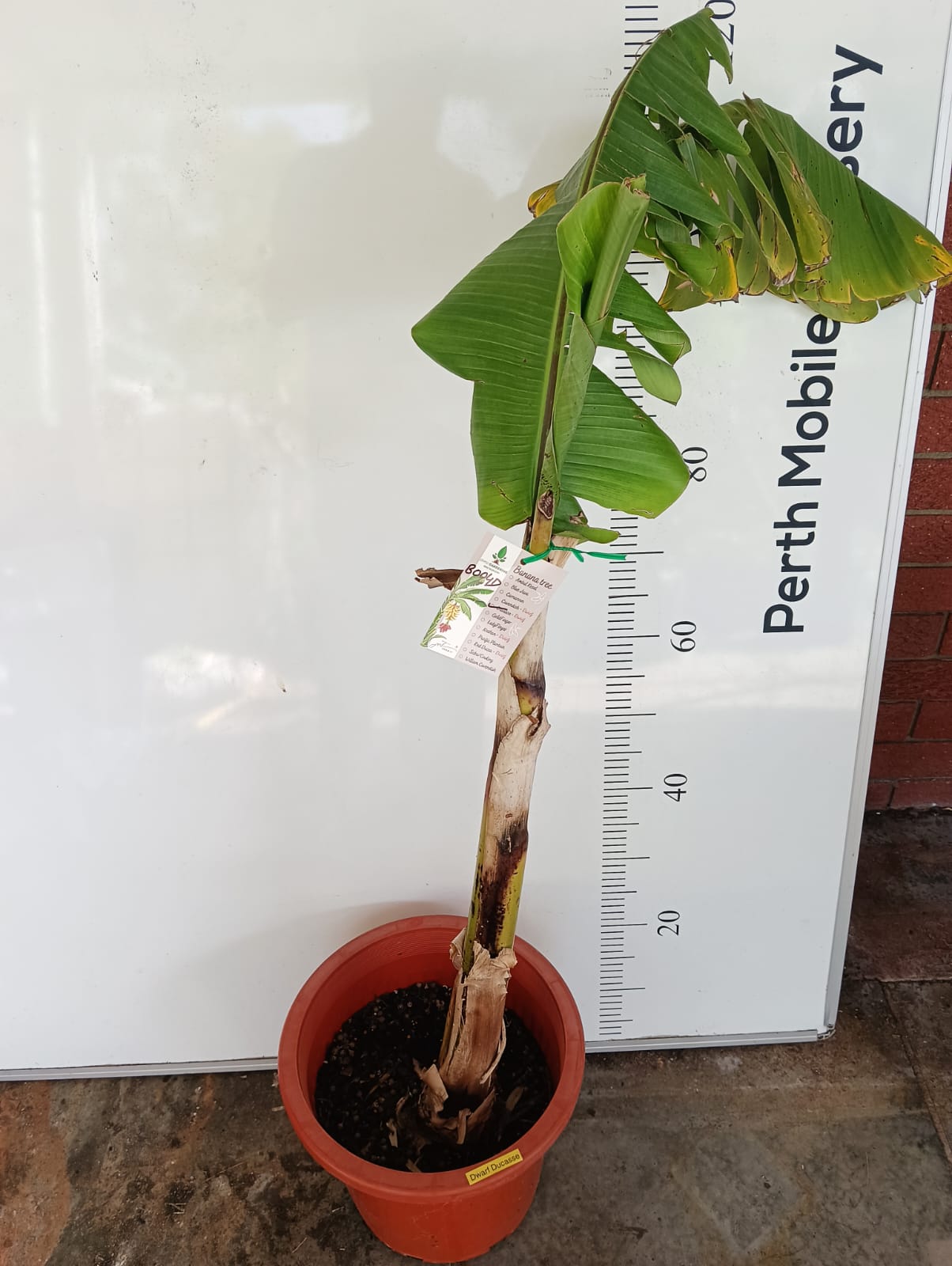 Ducasse Dwarf Banana Tree Perth