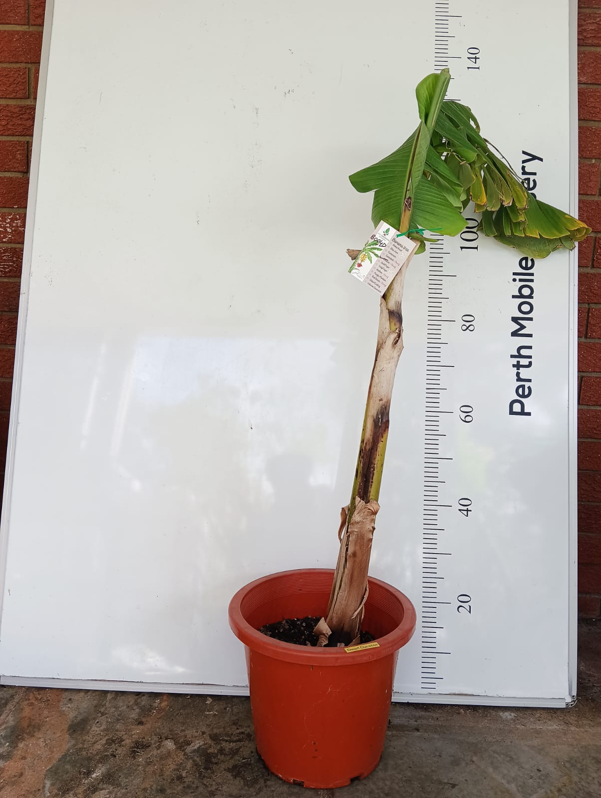 Ducasse Dwarf Banana Tree Perth