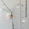 Dwarf Peach Perth