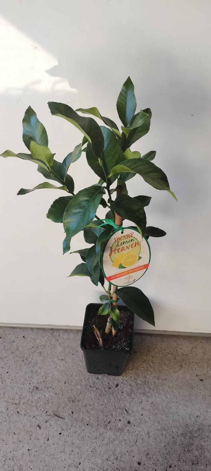 Seedless Eureka Lemon Perth