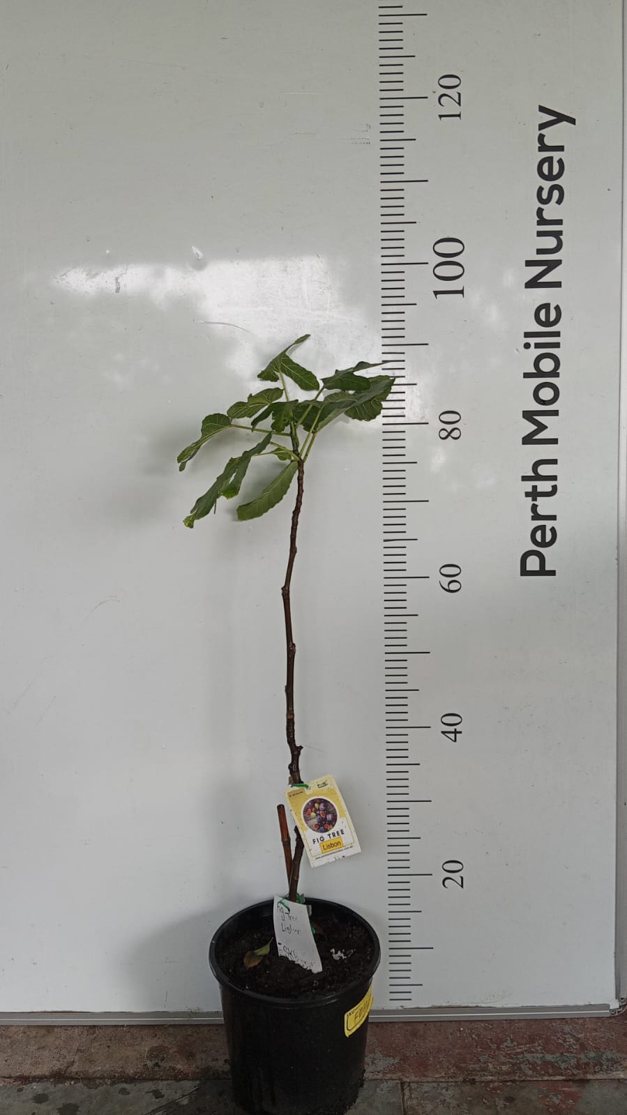 Fig Tree Lisbon Perth