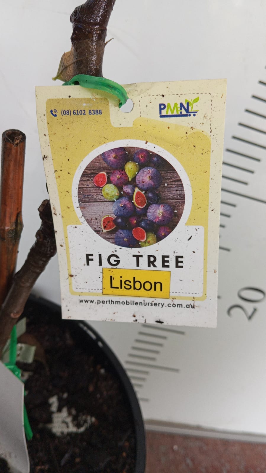 Fig Tree Lisbon Perth