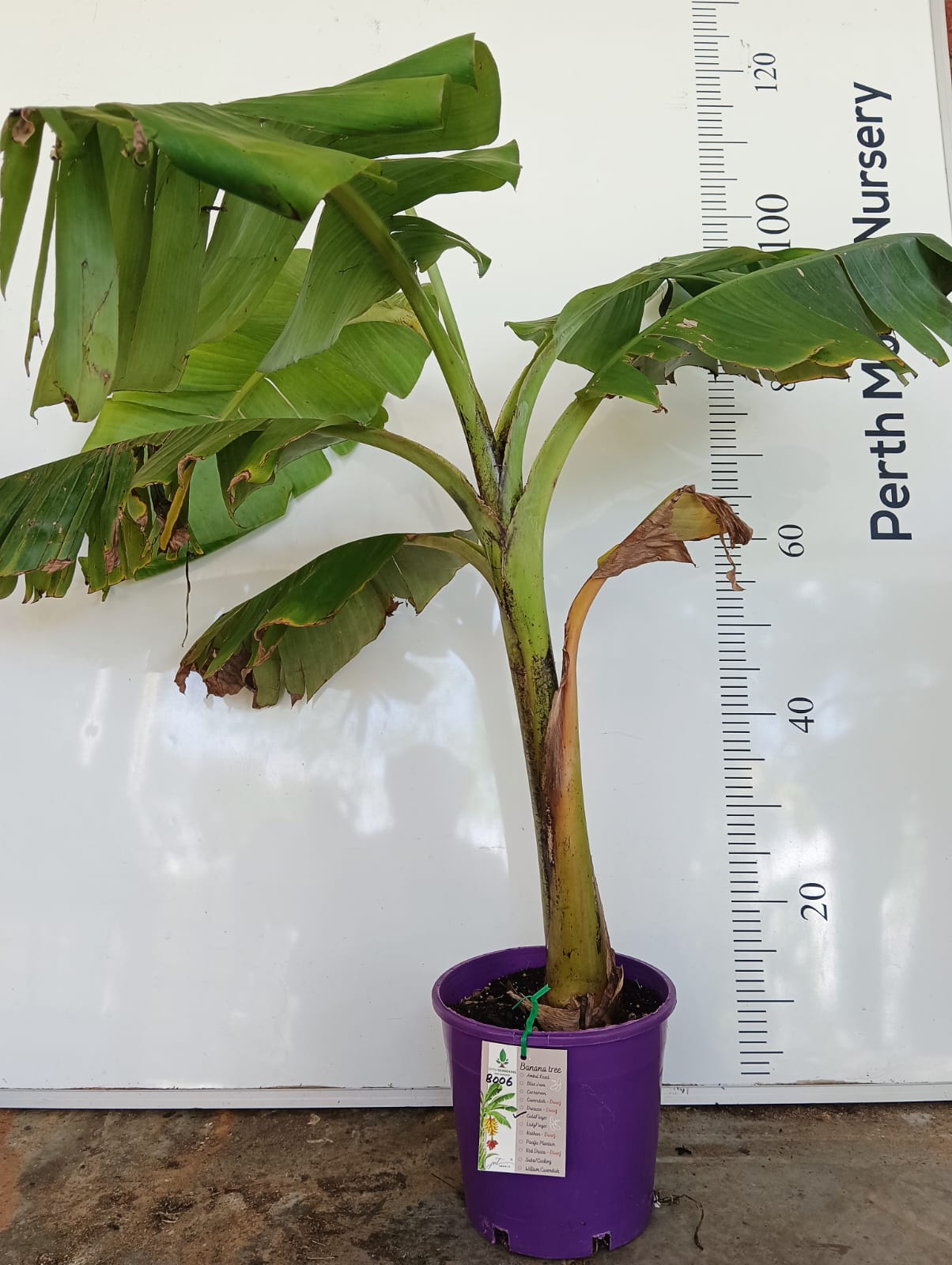 Banana Tree Goldfinger Perth